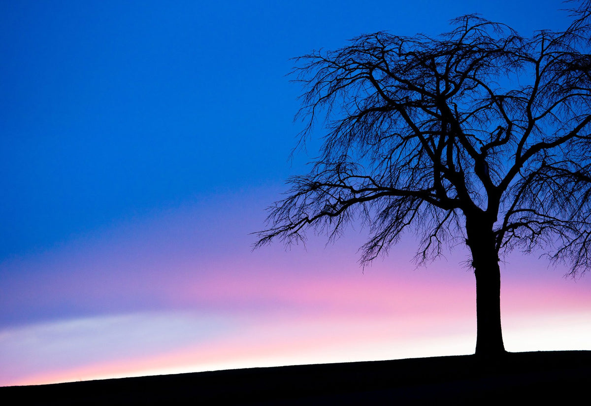 Sunset Tree Mural Wallpaper - pure wallpaper artwork
