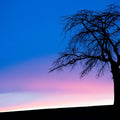Sunset Tree Mural Wallpaper - pure wallpaper artwork