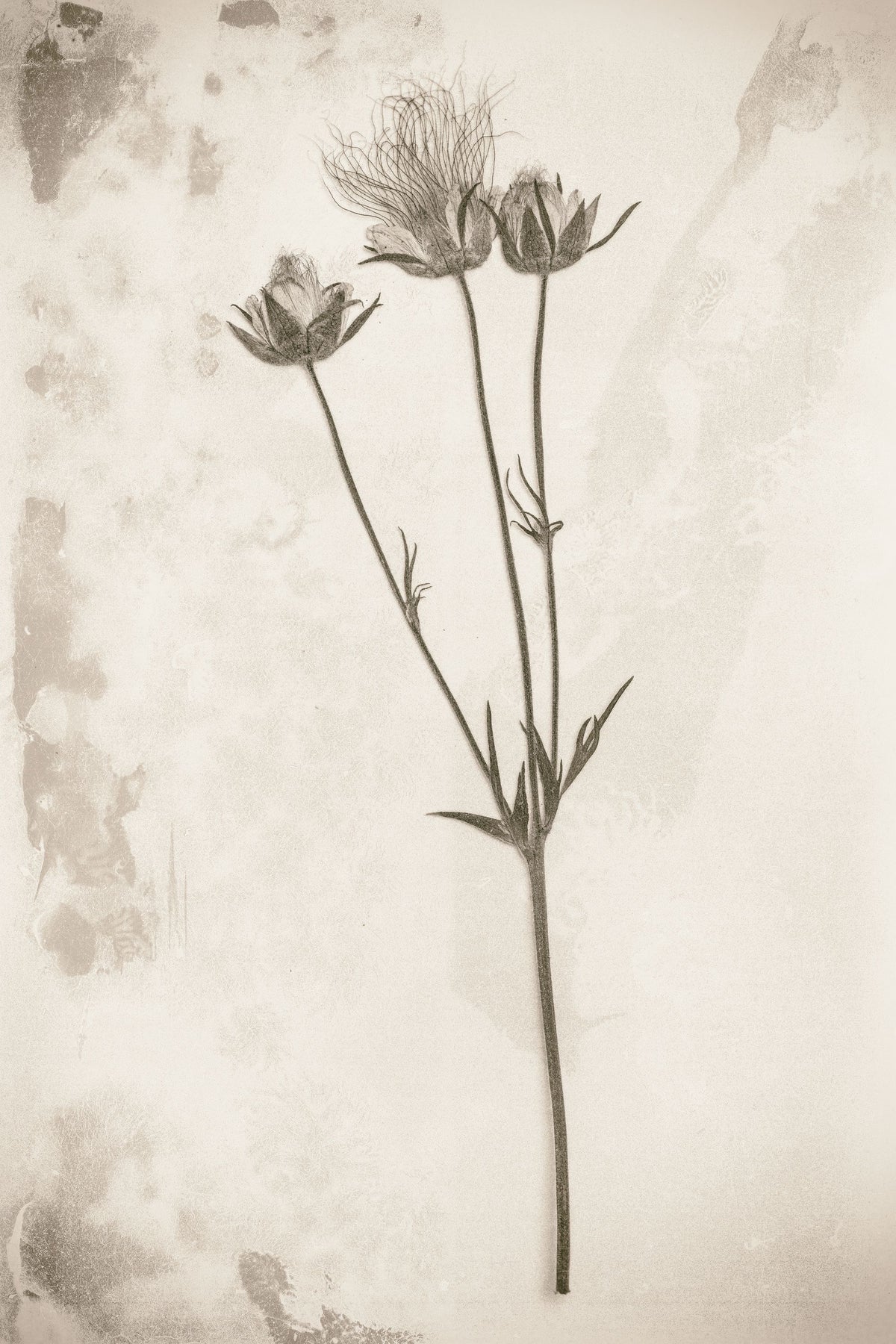 Wildflower Journal Vintage VIII Mural Wallpaper - pure wallpaper artwork