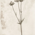 Wildflower Journal Vintage VIII Mural Wallpaper - pure wallpaper artwork