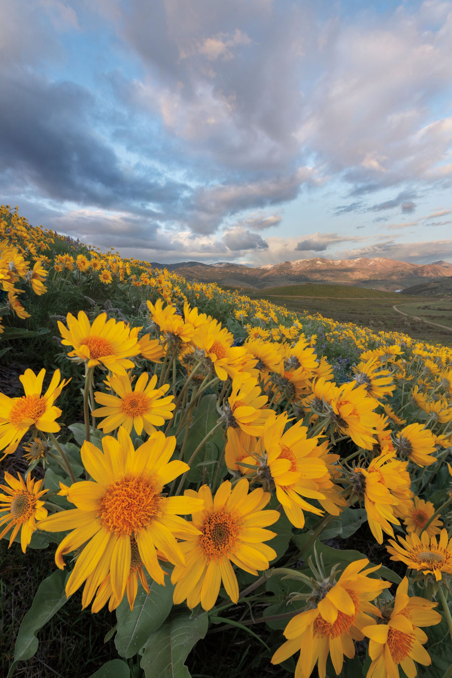 Methow Valley Wildflowers IV Mural Wallpaper