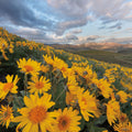 Methow Valley Wildflowers IV Mural Wallpaper - pure wallpaper artwork