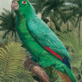 Jungle Parrot II Mural Wallpaper - pure wallpaper artwork