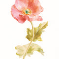 Garden Poppy on White Mural Wallpaper - pure wallpaper artwork