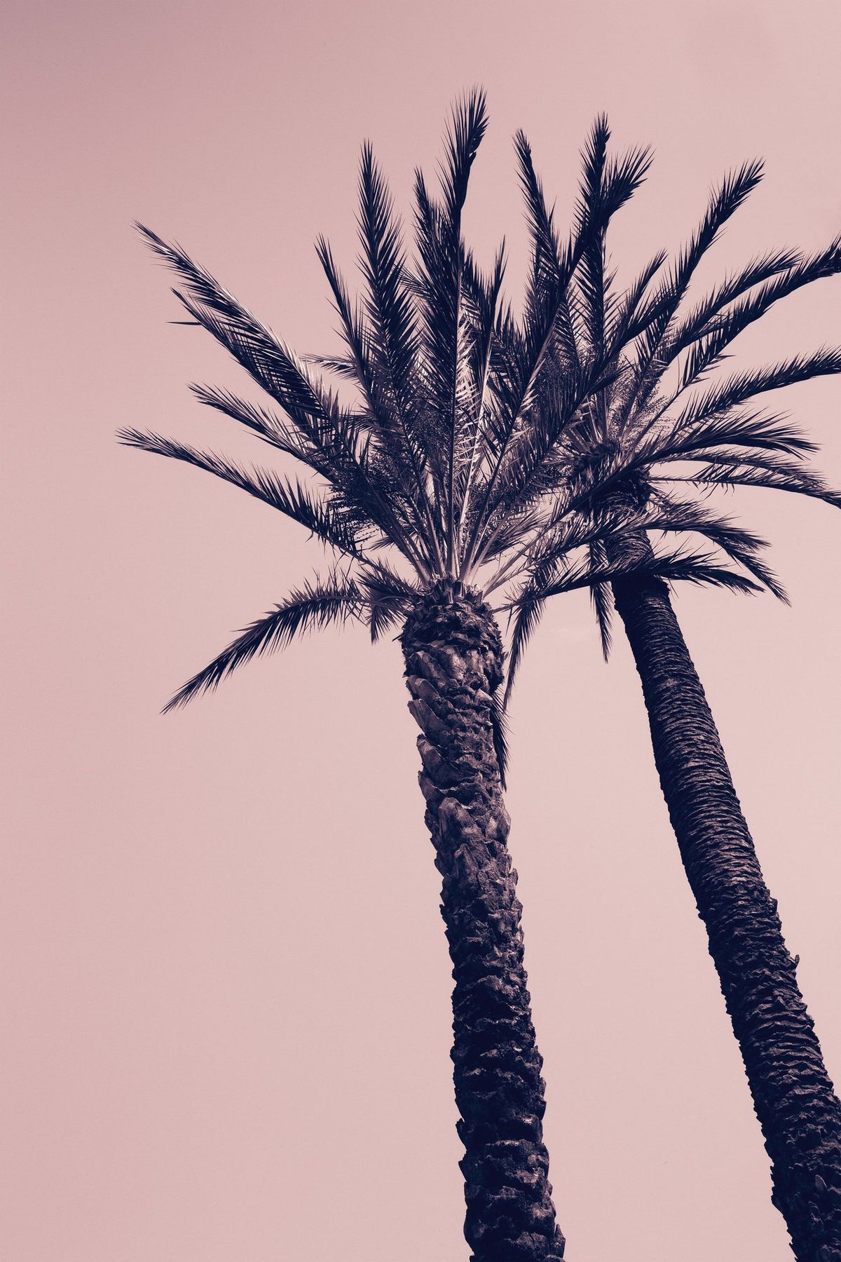 Pink Palms I Mural Wallpaper - pure wallpaper artwork