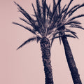Pink Palms I Mural Wallpaper - pure wallpaper artwork