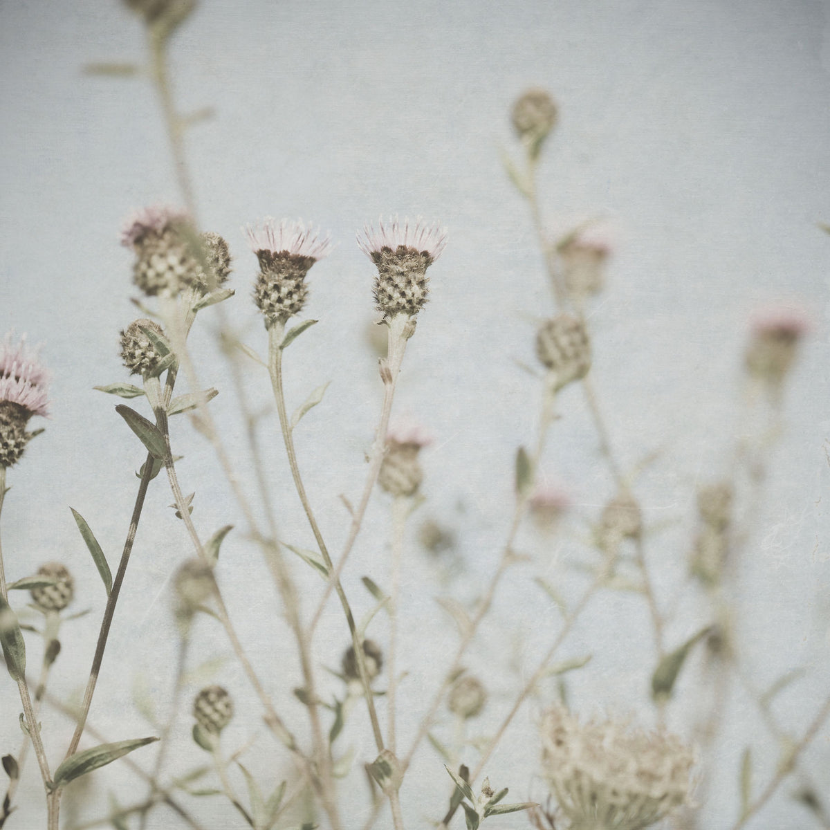 Wild Flowers I Clean Mural Wallpaper - pure wallpaper artwork