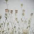 Wild Flowers I Clean Mural Wallpaper - pure wallpaper artwork