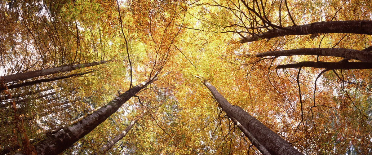 Autumn Canopy Glow Mural Wallpaper - pure wallpaper artwork