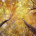 Autumn Canopy Glow Mural Wallpaper - pure wallpaper artwork