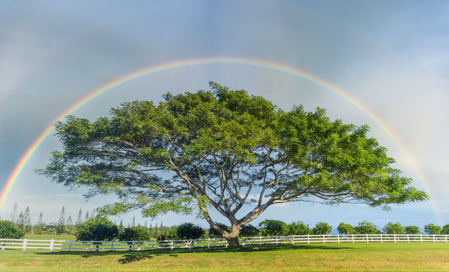 Acacia Rainbow Mural Wallpaper