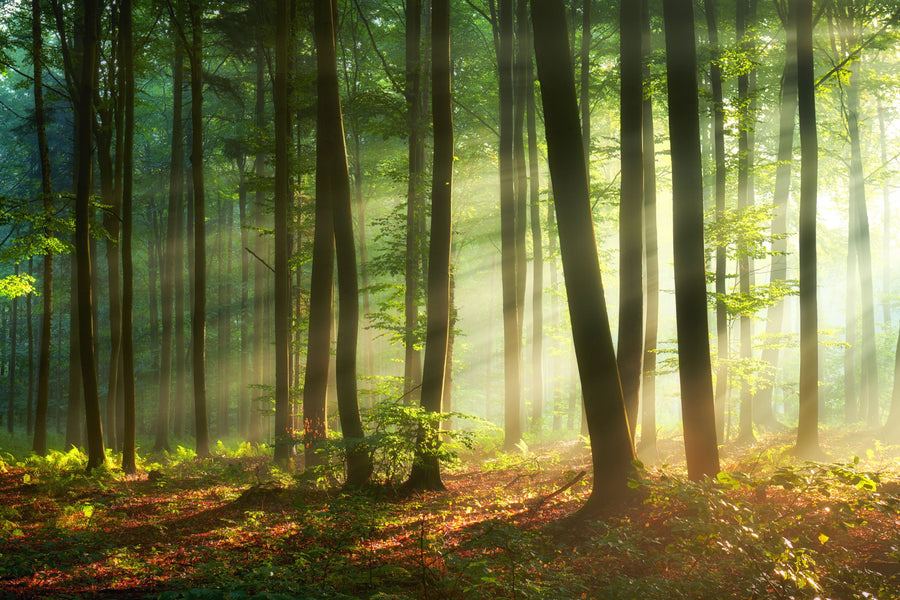 Magical Morning Mural Wallpaper