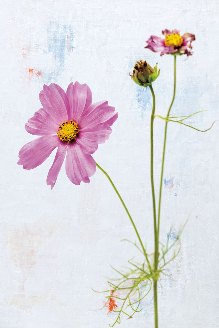 Wonderful Wildflowers XVII Mural Wallpaper