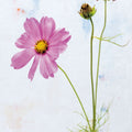 Wonderful Wildflowers XVII Mural Wallpaper - pure wallpaper artwork