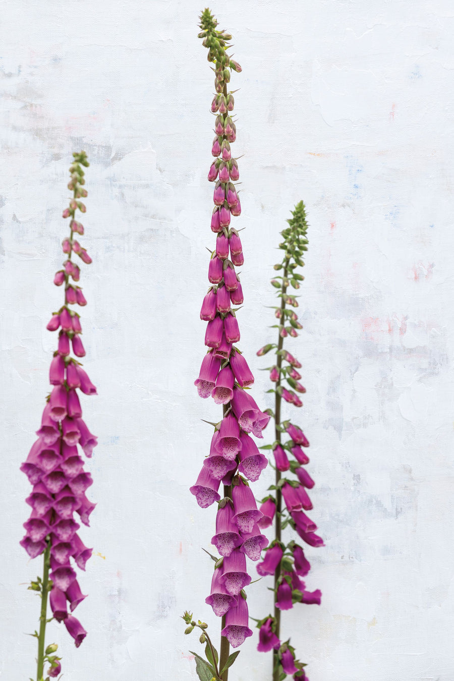Foxgloves Mural Wallpaper - Light Tone