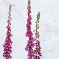 Foxgloves Mural Wallpaper - Light Tone - pure wallpaper artwork