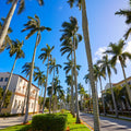 Palm Way Mural Wallpaper - pure wallpaper artwork