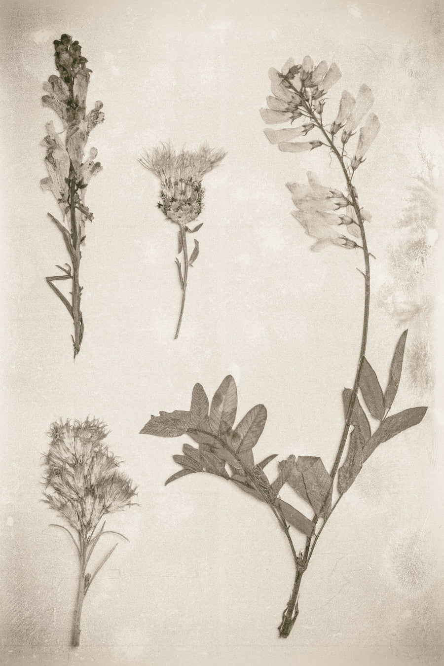 Wildflower Journal IX Sepia Mural Wallpaper