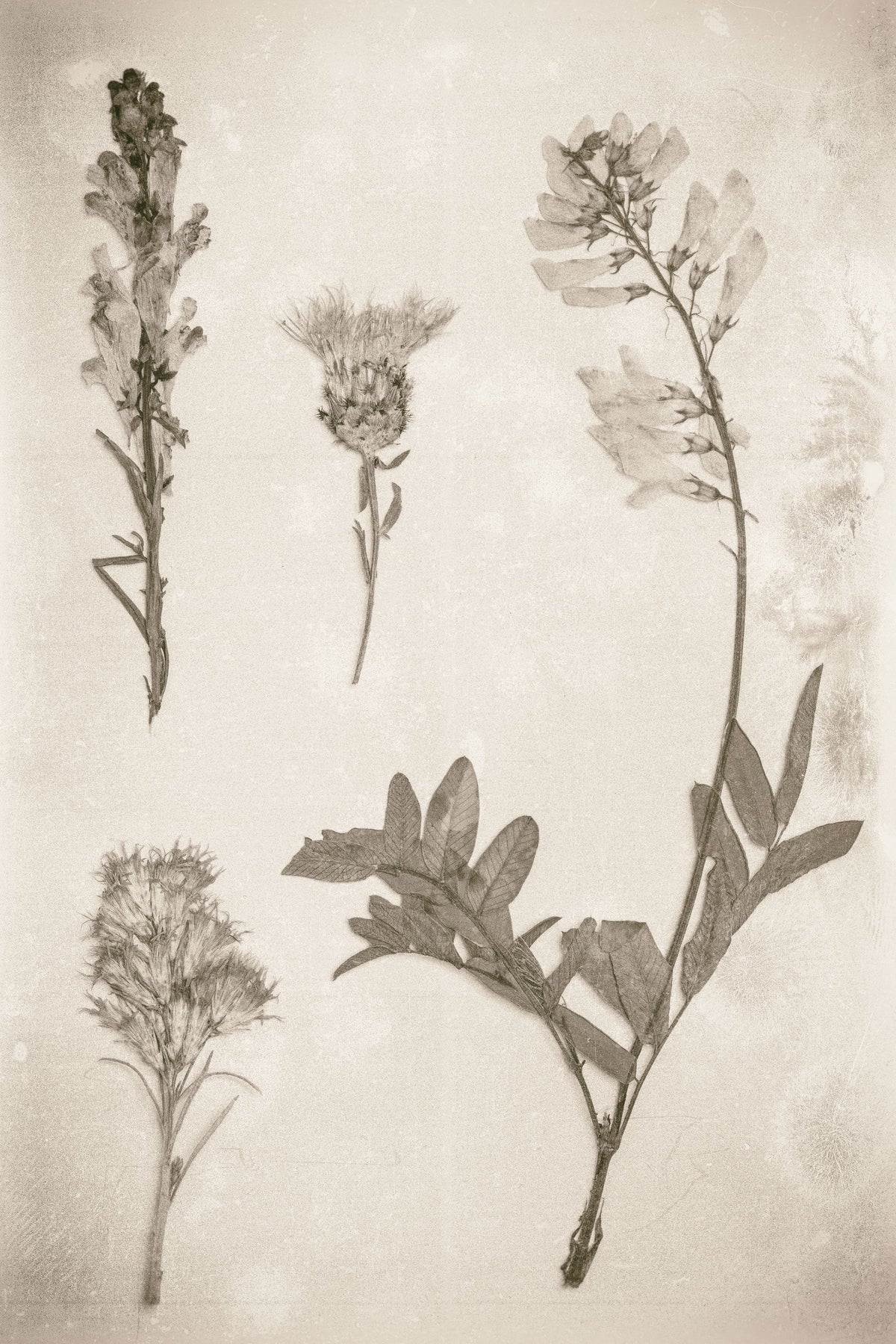 Wildflower Journal IX Sepia Mural Wallpaper - pure wallpaper artwork