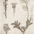 Wildflower Journal IX Sepia Mural Wallpaper - pure wallpaper artwork