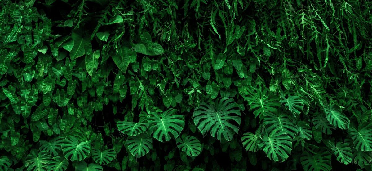 Deep Jungle Mural Wallpaper - pure wallpaper artwork