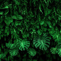 Deep Jungle Mural Wallpaper - pure wallpaper artwork