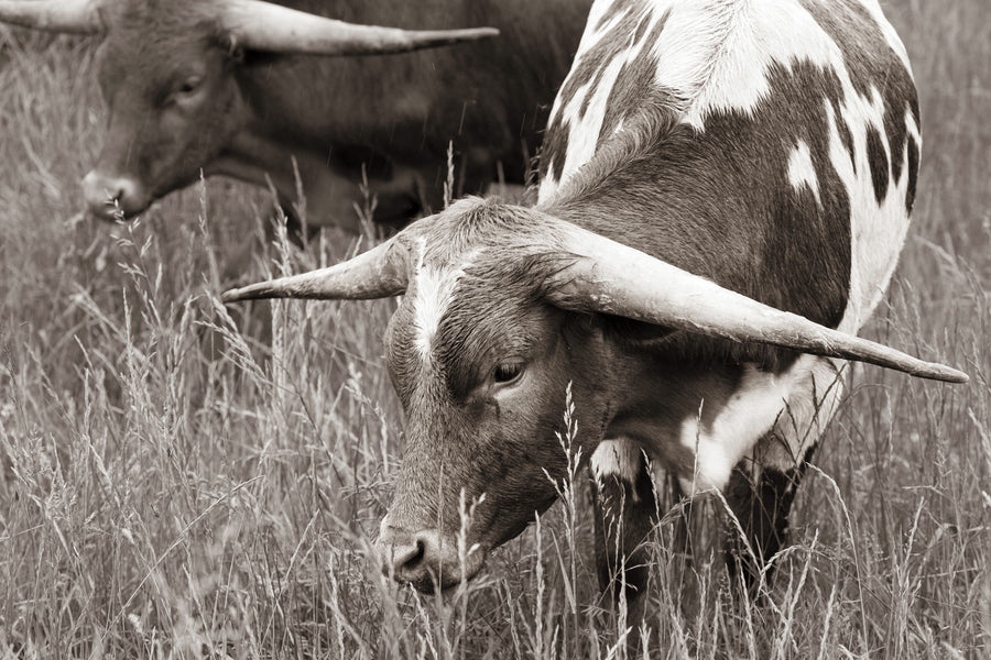 Rainy Pasture III BW Mural Wallpaper
