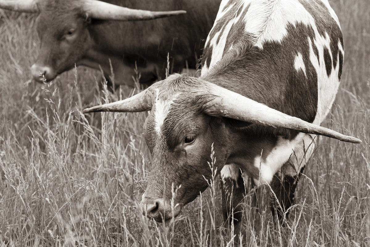 Rainy Pasture III BW Mural Wallpaper - pure wallpaper artwork