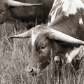 Rainy Pasture III BW Mural Wallpaper - pure wallpaper artwork