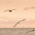 Sunset Gang Mural Wallpaper - pure wallpaper artwork
