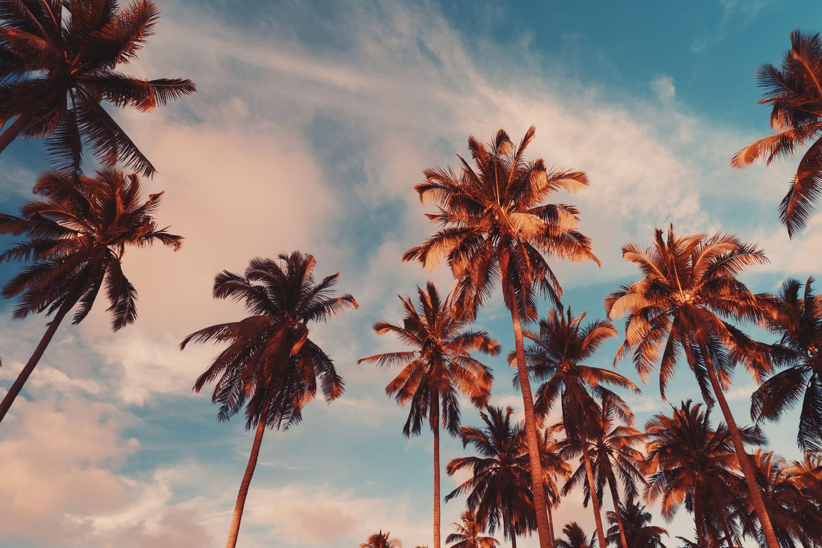 Coachella Sunrise Mural Wallpaper - pure wallpaper artwork