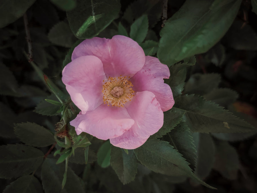 Wild Rose VII Mural Wallpaper