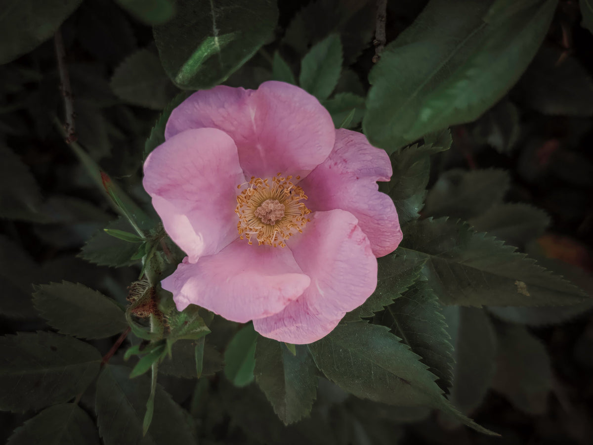 Wild Rose VII Mural Wallpaper - pure wallpaper artwork