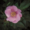 Wild Rose VII Mural Wallpaper - pure wallpaper artwork