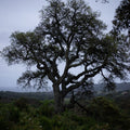 The Old Tree Mural Wallpaper - Neutral Tone - pure wallpaper artwork