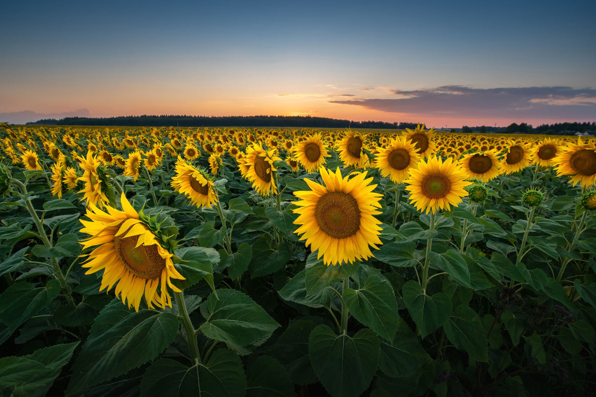 Proud Sunflower Field Mural Wallpaper - pure wallpaper artwork