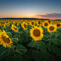 Proud Sunflower Field Mural Wallpaper - pure wallpaper artwork