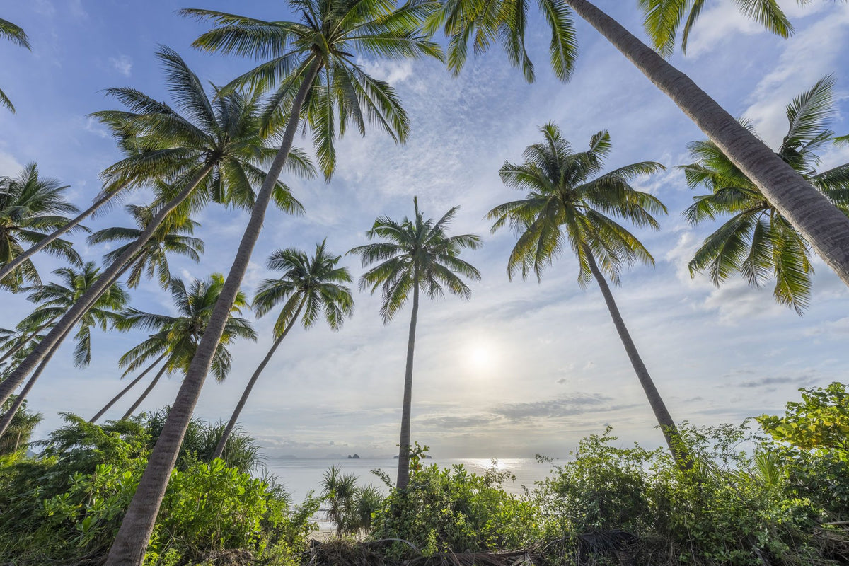 Palm Horizon Mural Wallpaper - pure wallpaper artwork