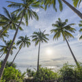 Palm Horizon Mural Wallpaper - pure wallpaper artwork