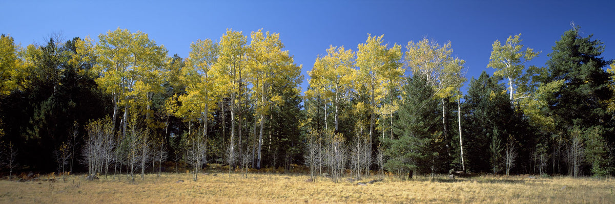 Autumn Forest Glow Mural Wallpaper - pure wallpaper artwork