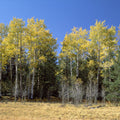 Autumn Forest Glow Mural Wallpaper - pure wallpaper artwork