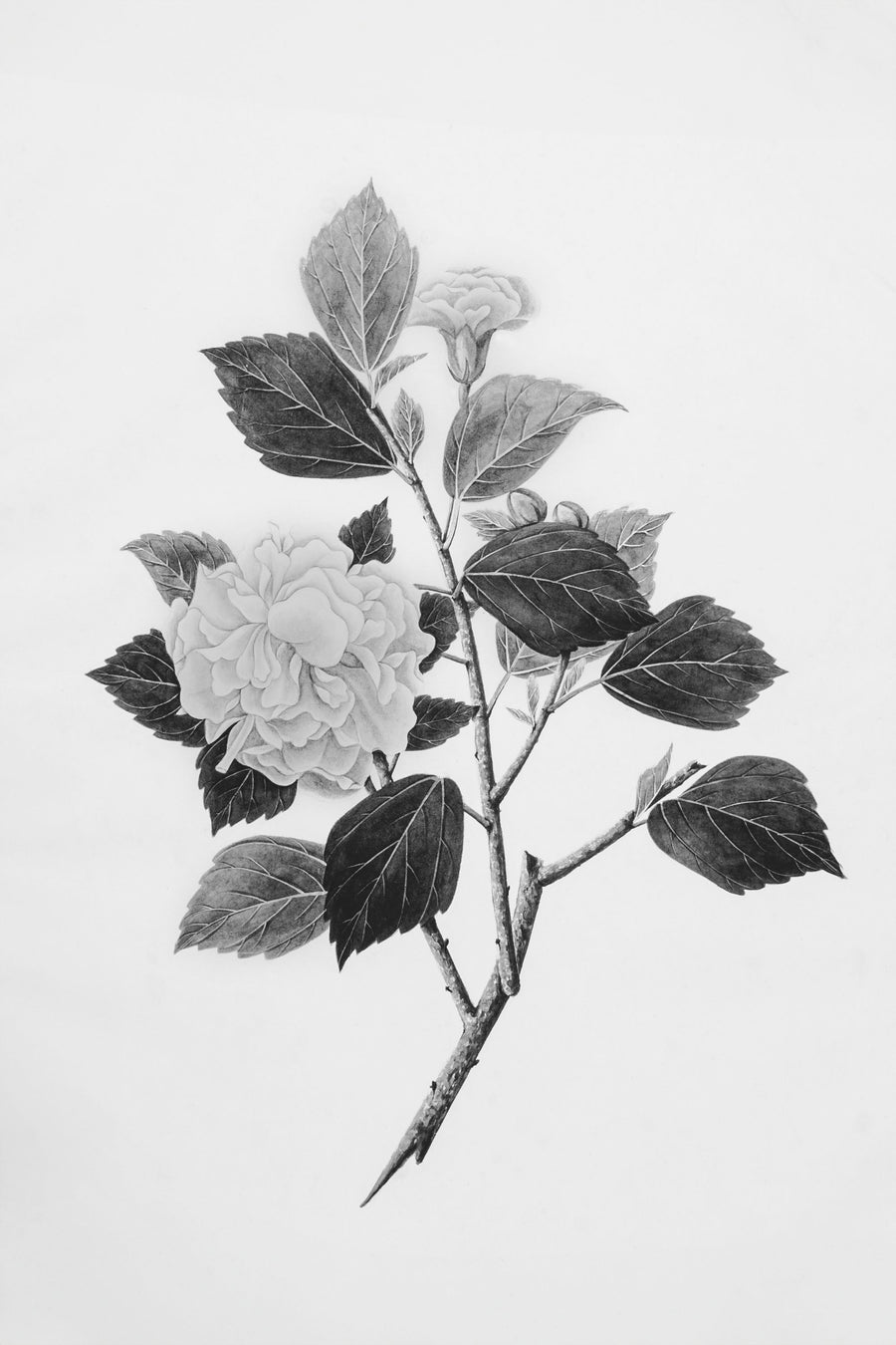 Botanical V Mural Wallpaper