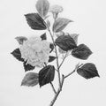 Botanical V Mural Wallpaper - pure wallpaper artwork