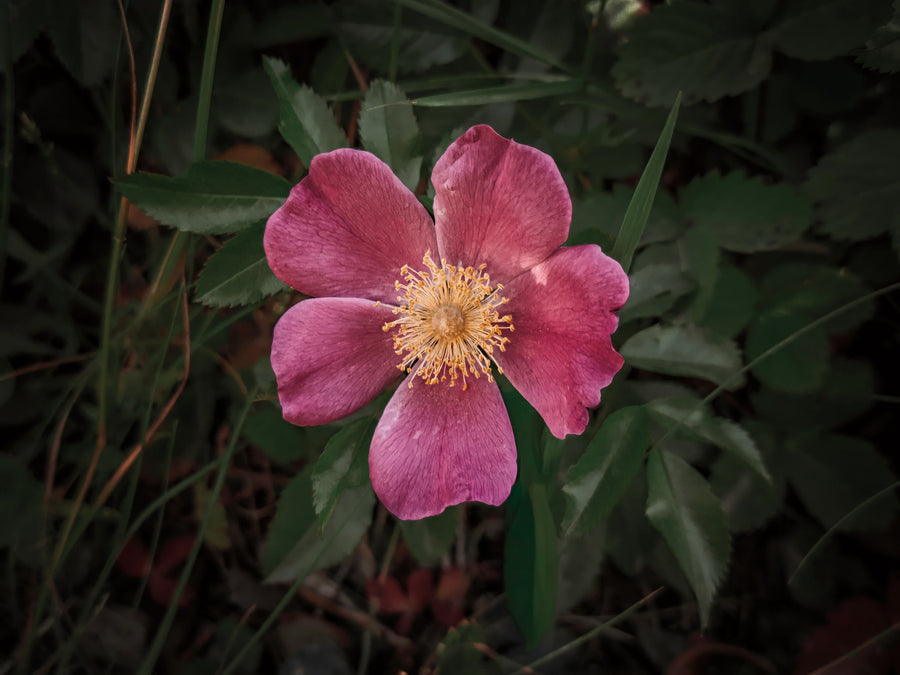 Wild Rose IV Mural Wallpaper