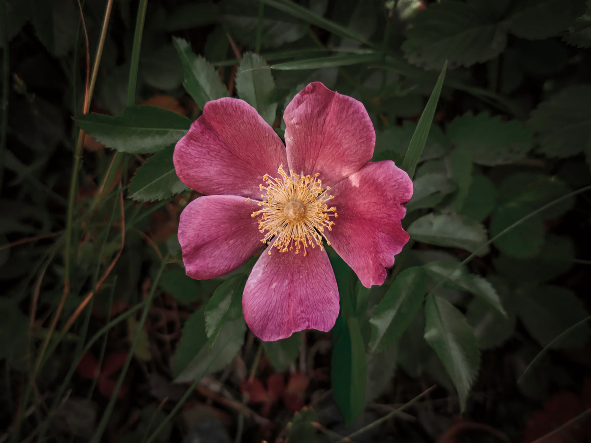 Wild Rose IV Mural Wallpaper - pure wallpaper artwork