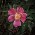 Wild Rose IV Mural Wallpaper - pure wallpaper artwork