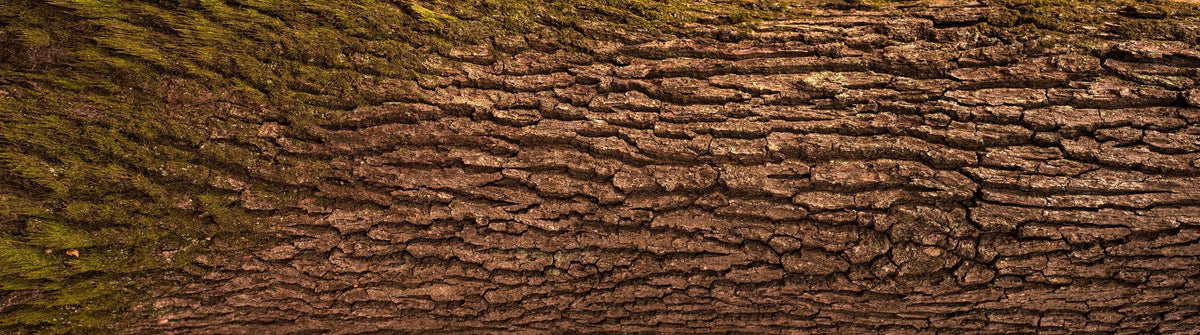 Moss Bark Mural Wallpaper - pure wallpaper artwork
