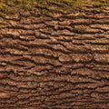 Moss Bark Mural Wallpaper - pure wallpaper artwork