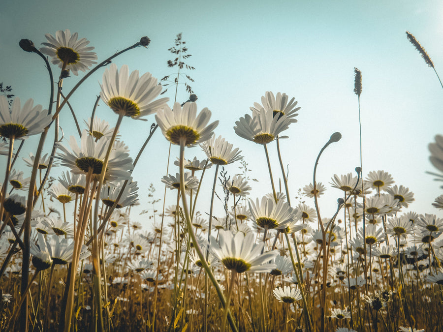 Summer Meadow Daisies Mural Wallpaper