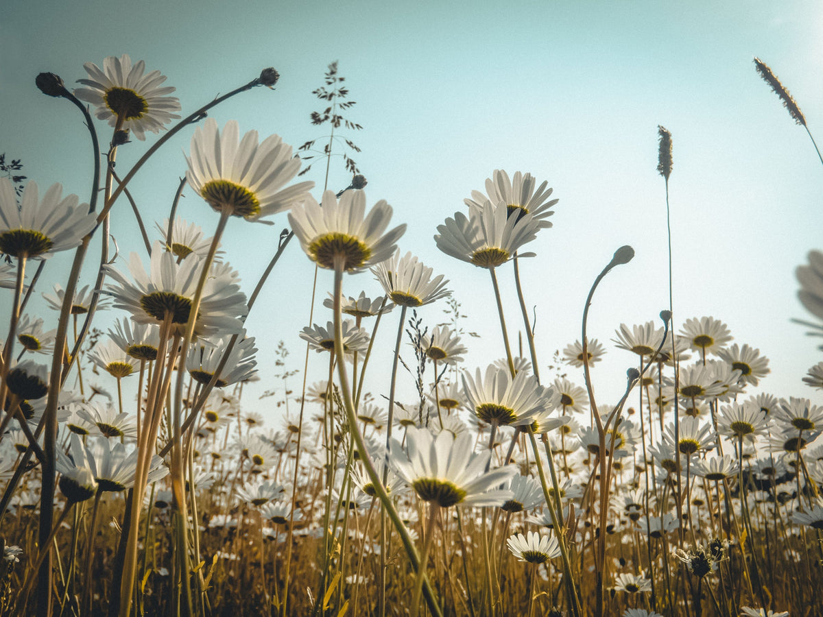 Summer Meadow Daisies Mural Wallpaper - pure wallpaper artwork